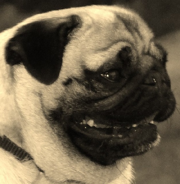 Elegante  ashton des sphinx du clair de lune