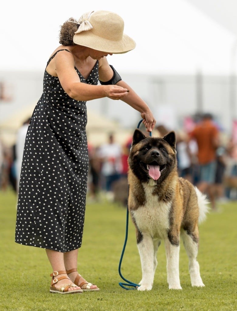 Viper Des Gardiens De L'arche De Noé