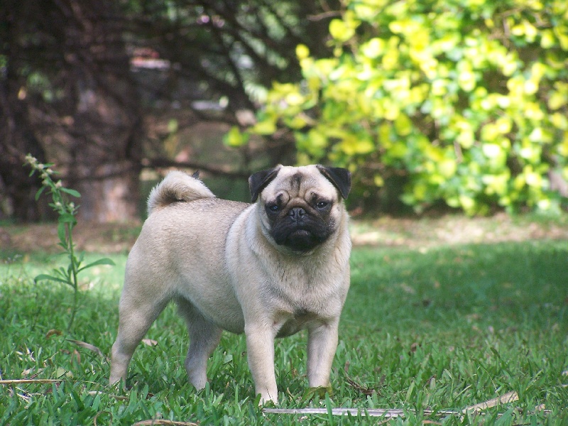Elegante  ashton des sphinx du clair de lune
