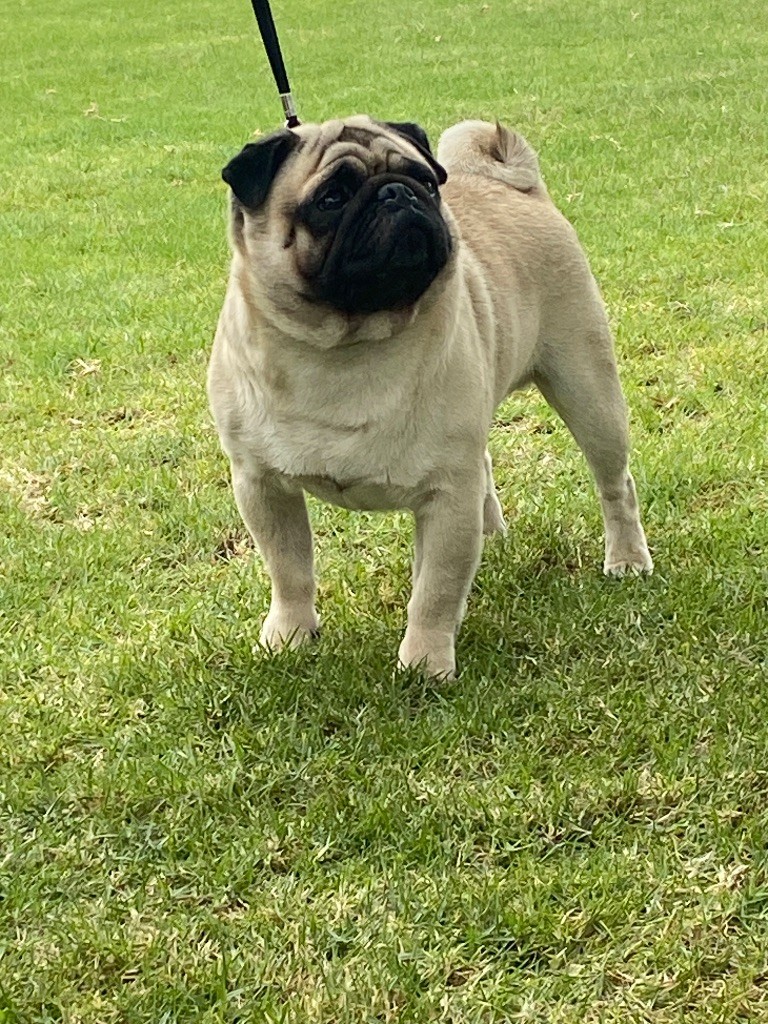 Stuart des sphinx du clair de lune