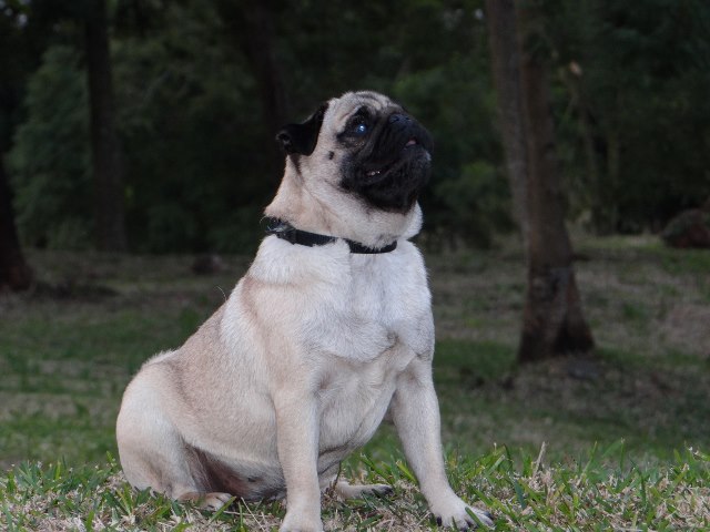 Elegante  ashton des sphinx du clair de lune