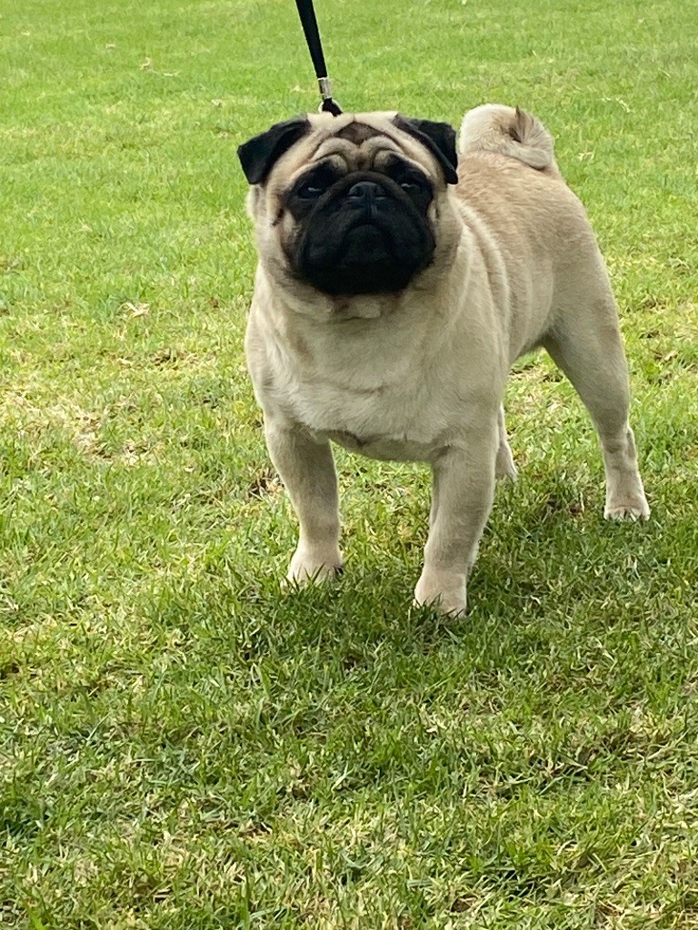Stuart des sphinx du clair de lune