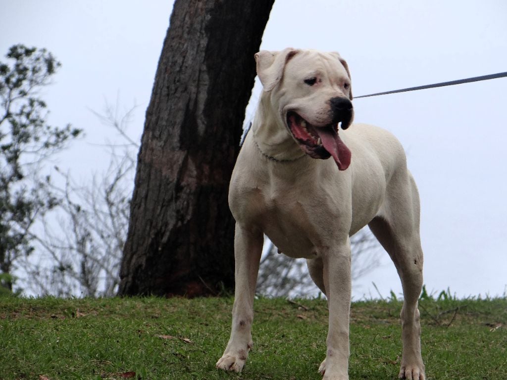 Tokyo des sphinx du clair de lune