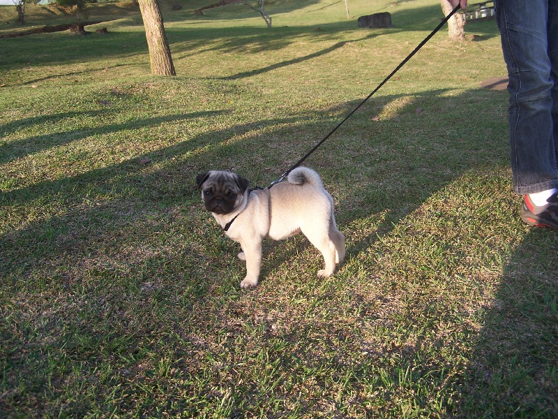 Elegante  ashton des sphinx du clair de lune