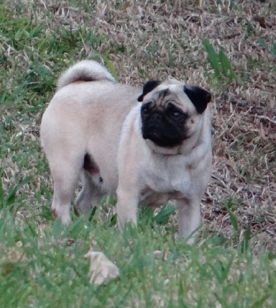 Elegante  ashton des sphinx du clair de lune