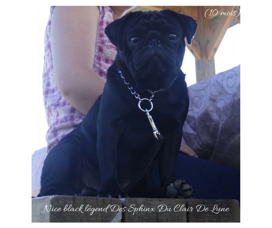 Nice black legend (taram) des sphinx du clair de lune