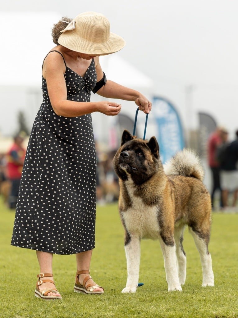 Viper Des Gardiens De L'arche De Noé