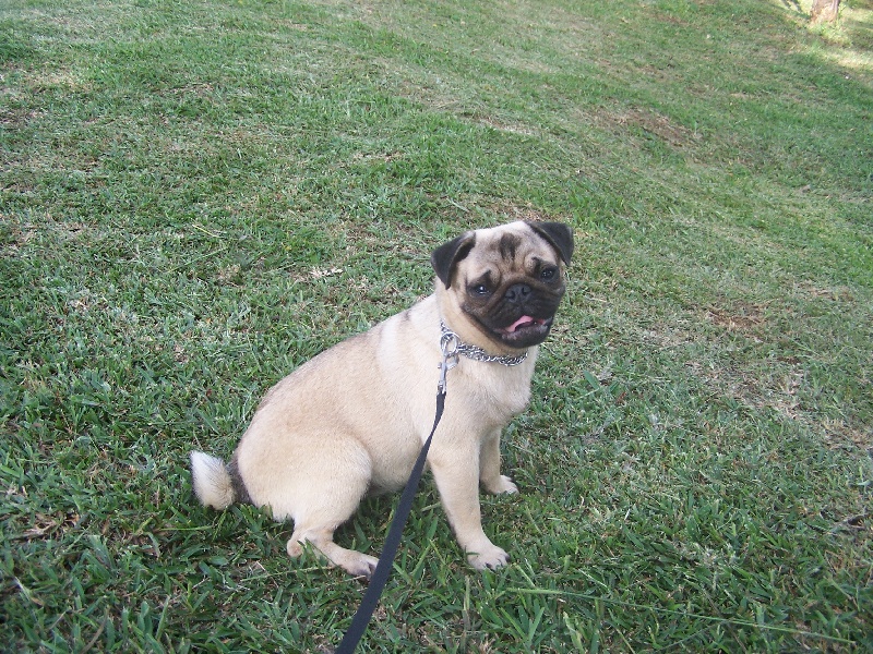 Elegante  ashton des sphinx du clair de lune