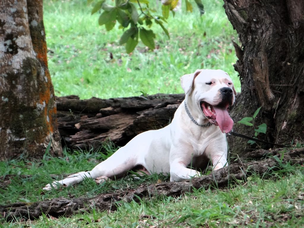 Tokyo des sphinx du clair de lune
