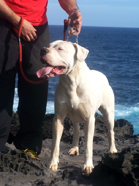 El perro sagrado des sphinx du clair de lune
