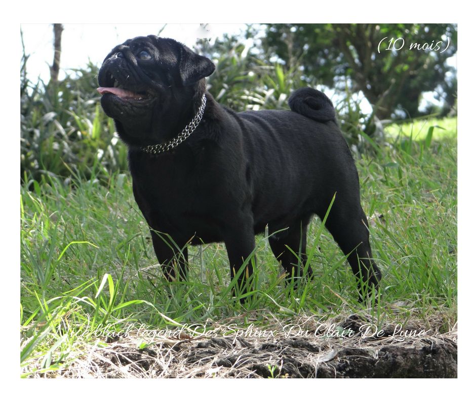 Nice black legend (taram) des sphinx du clair de lune
