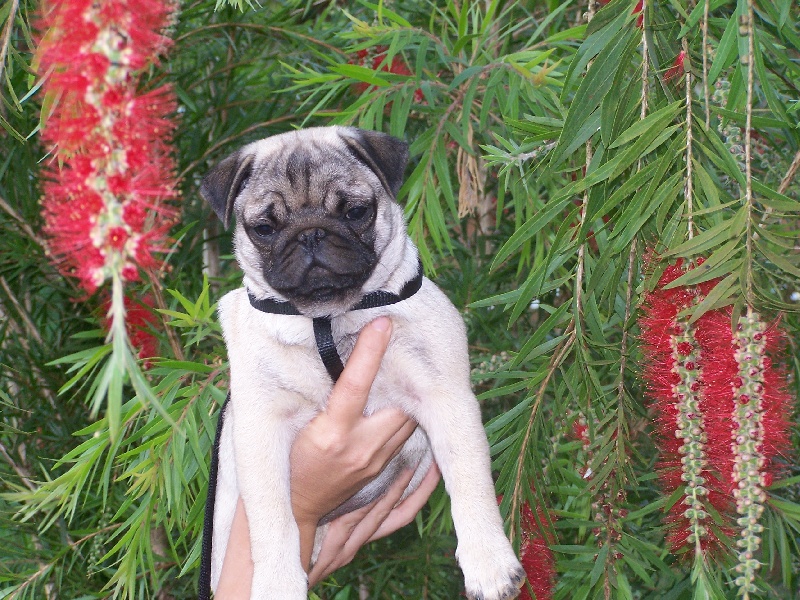 Elegante  ashton des sphinx du clair de lune