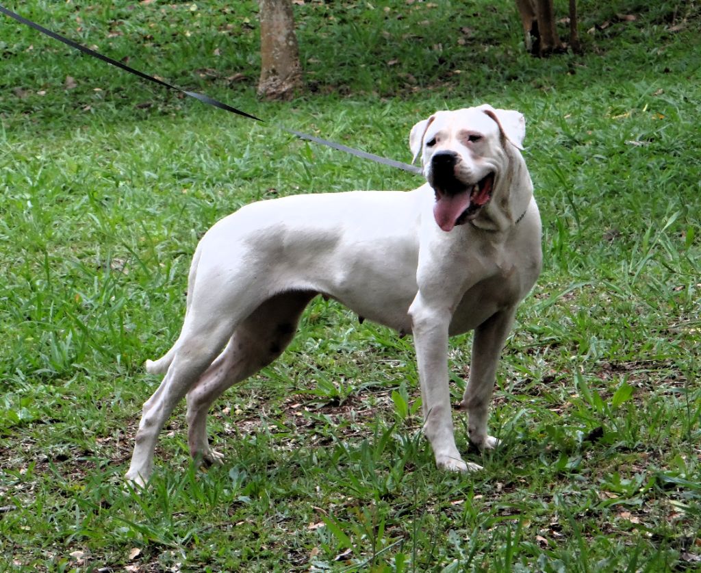 Tokyo des sphinx du clair de lune