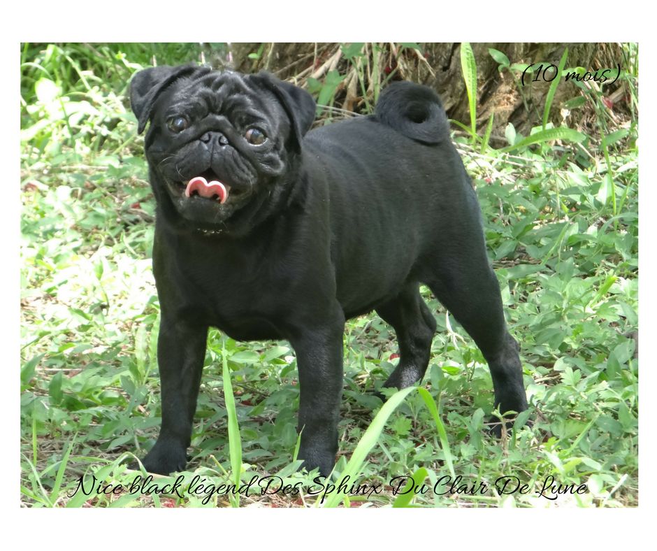 Nice black legend (taram) des sphinx du clair de lune
