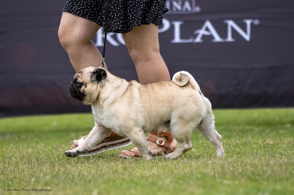 Stuart des sphinx du clair de lune