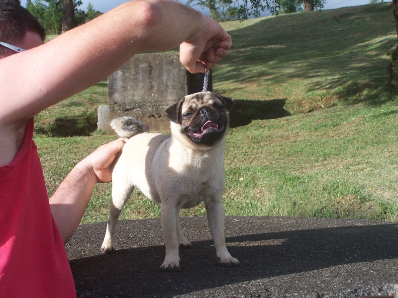 Elegante  ashton des sphinx du clair de lune