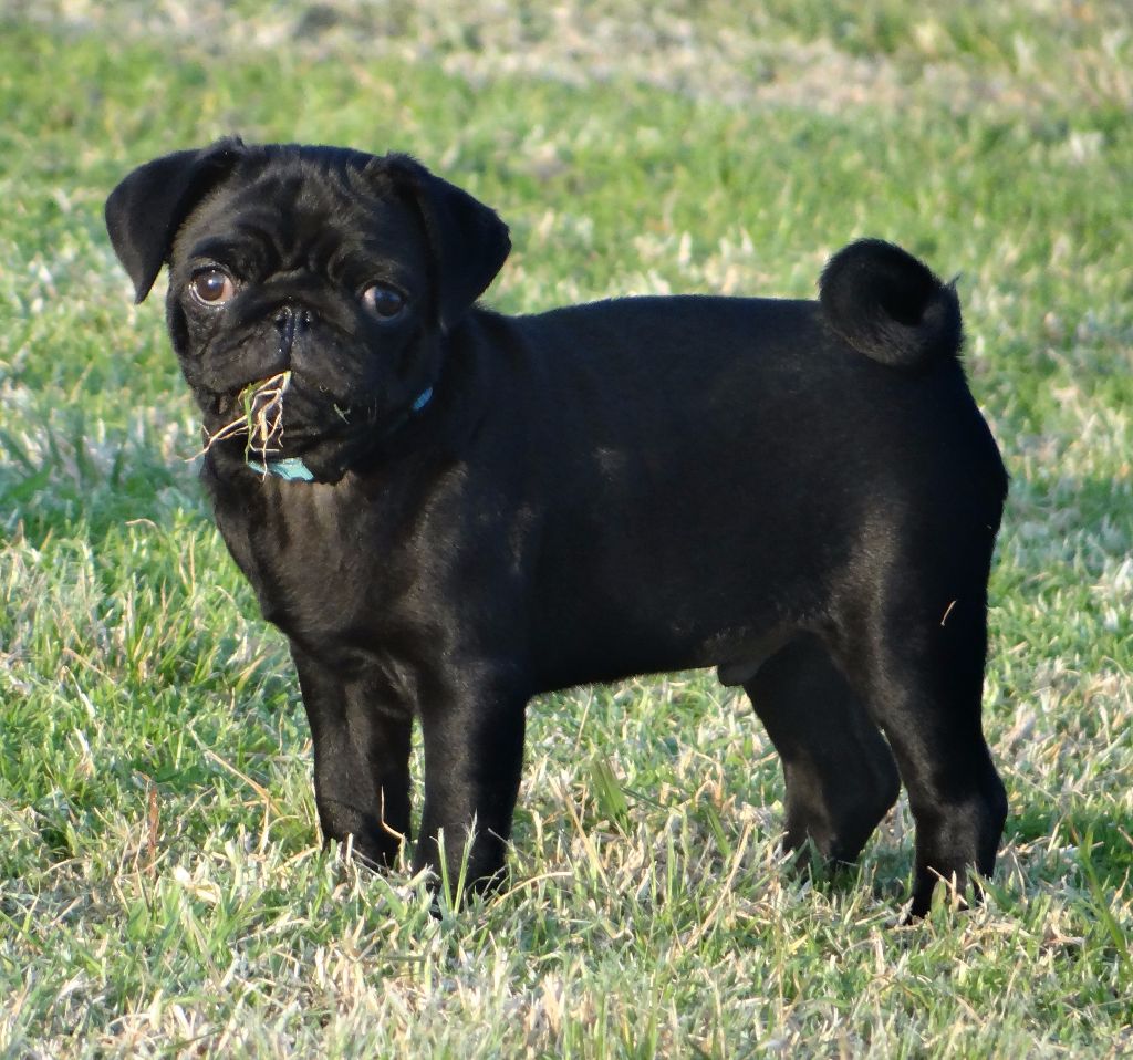 Nice black legend (taram) des sphinx du clair de lune
