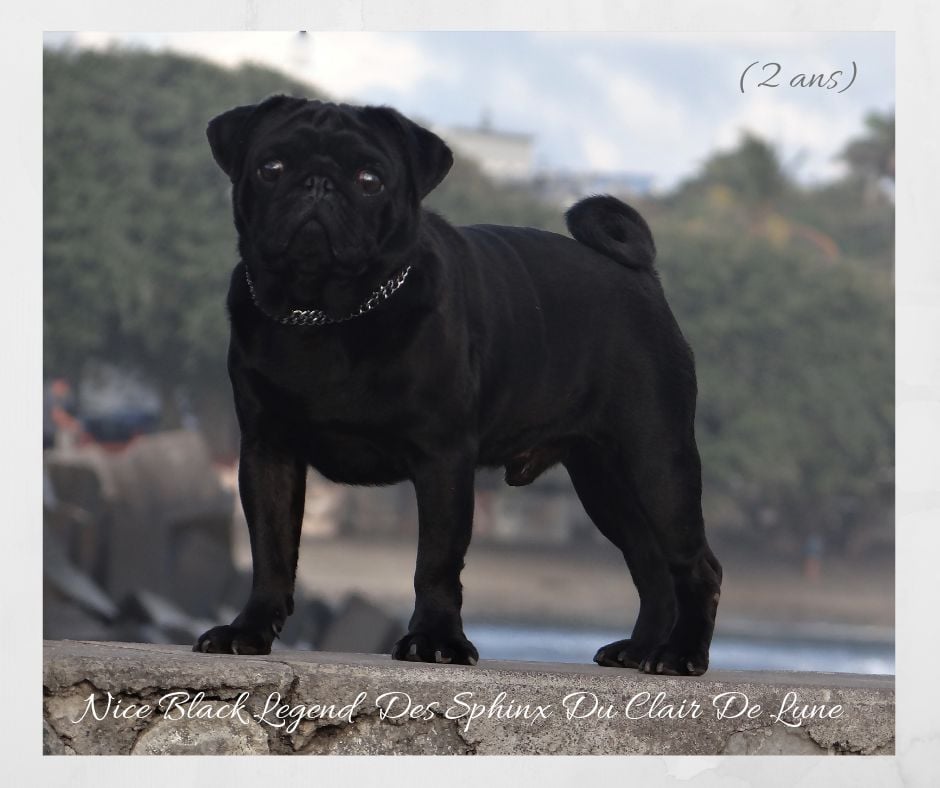 Nice black legend (taram) des sphinx du clair de lune