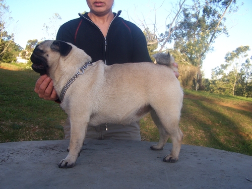 Elegante  ashton des sphinx du clair de lune