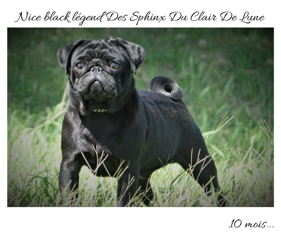 Nice black legend (taram) des sphinx du clair de lune