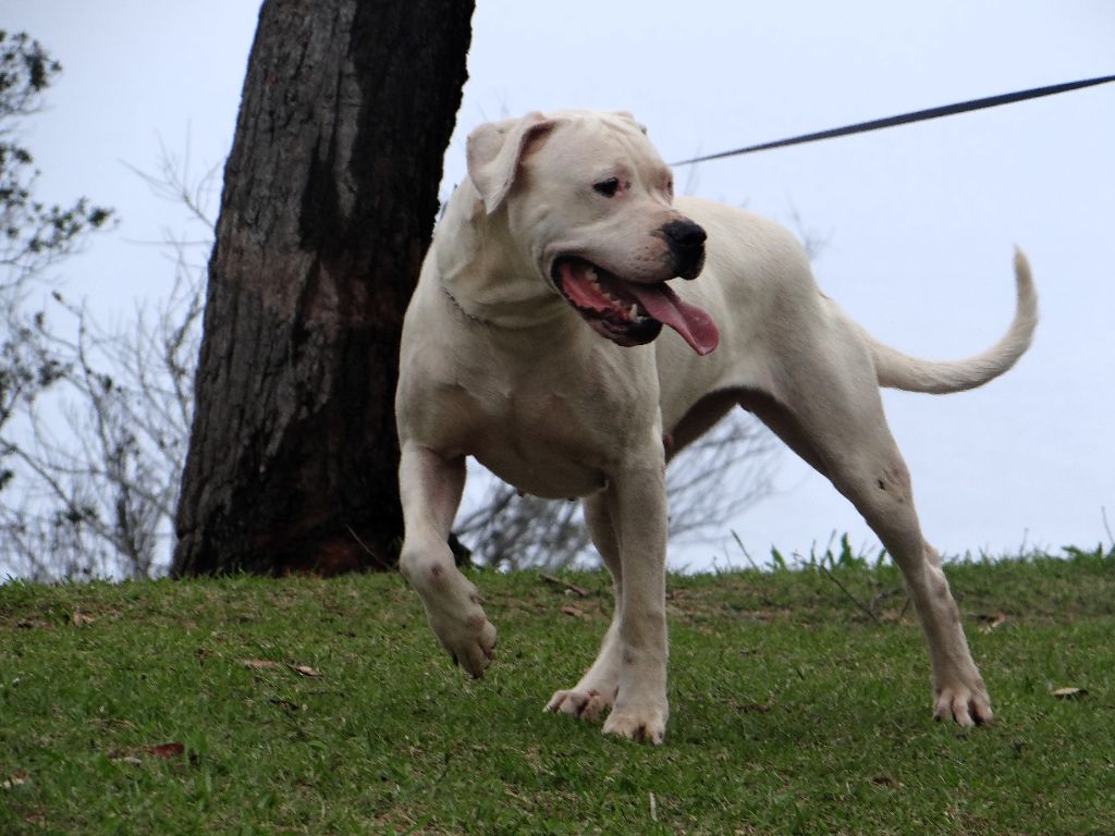 Tokyo des sphinx du clair de lune
