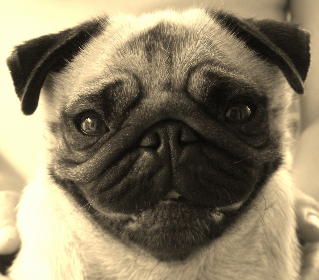 Elegante  ashton des sphinx du clair de lune