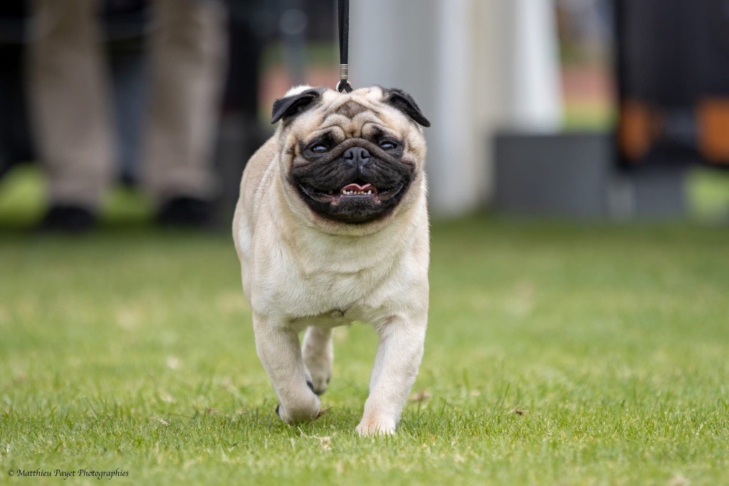 Stuart des sphinx du clair de lune