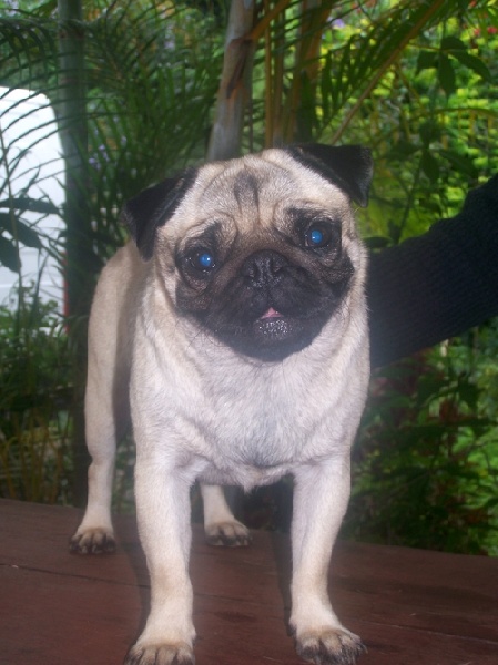 Elegante  ashton des sphinx du clair de lune