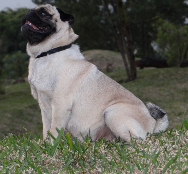 Elegante  ashton des sphinx du clair de lune