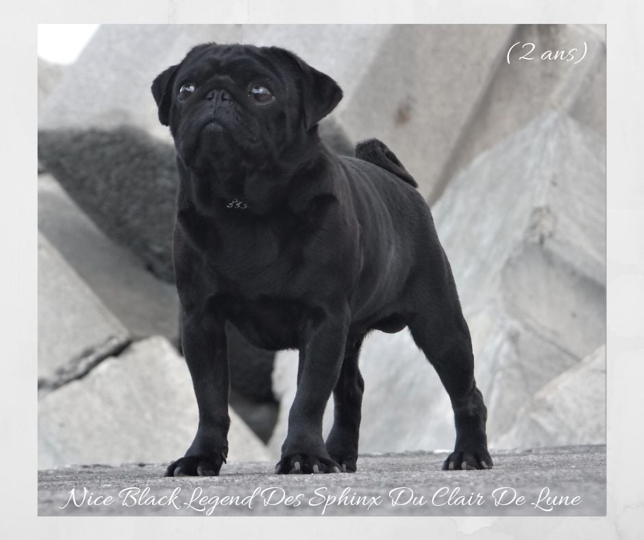 Nice black legend (taram) des sphinx du clair de lune