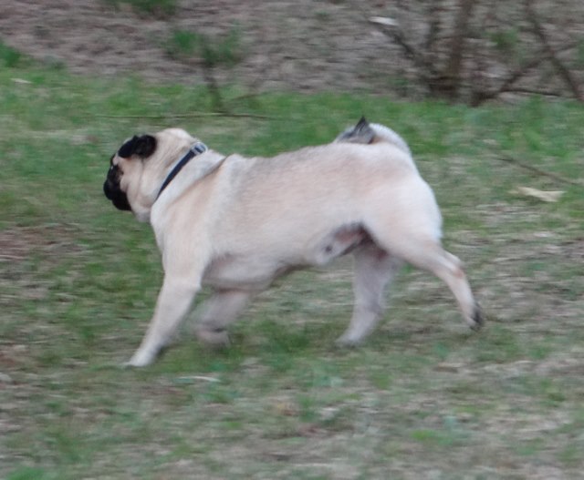 Elegante  ashton des sphinx du clair de lune