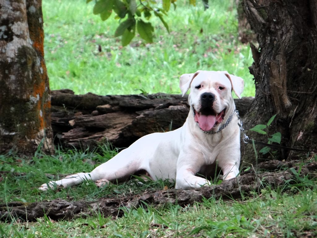 Tokyo des sphinx du clair de lune