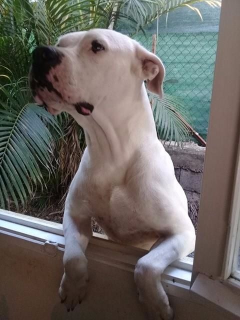 Iluna des sphinx du clair de lune