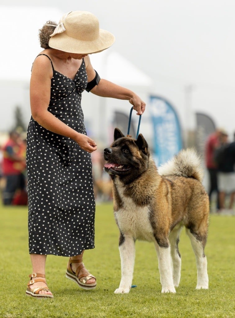 Viper Des Gardiens De L'arche De Noé