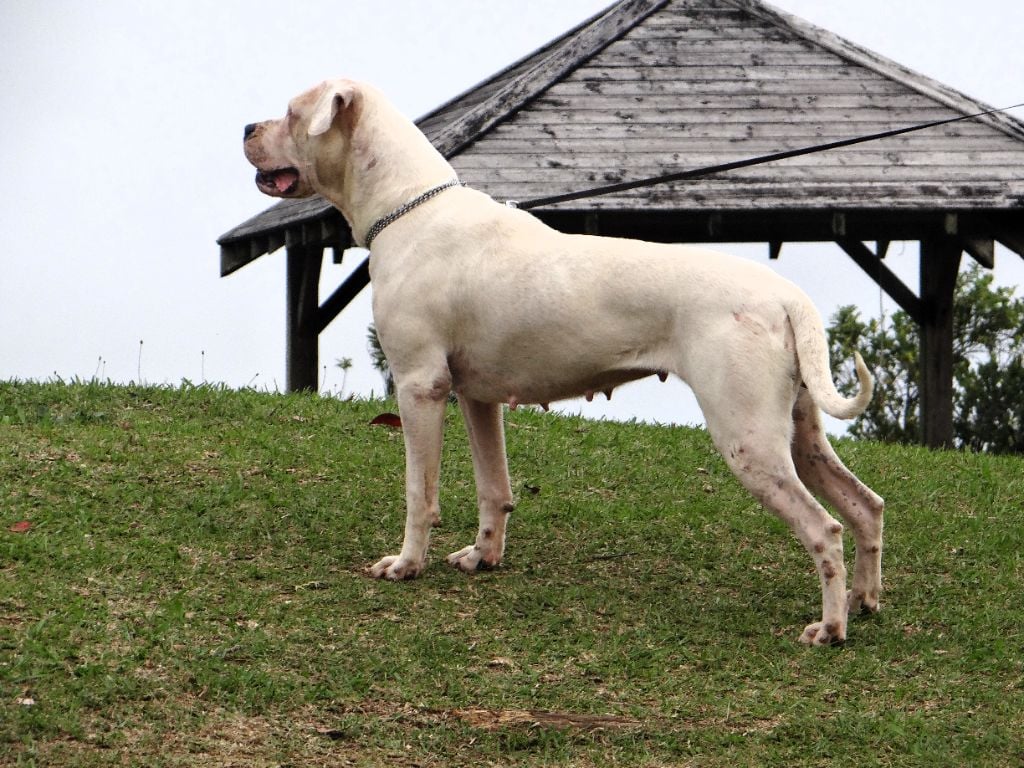 Tokyo des sphinx du clair de lune