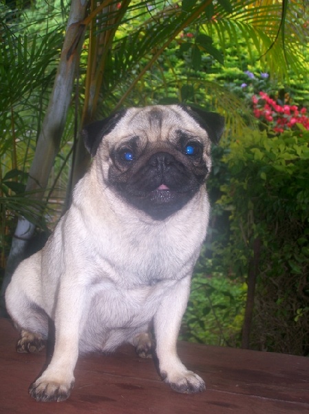 Elegante  ashton des sphinx du clair de lune