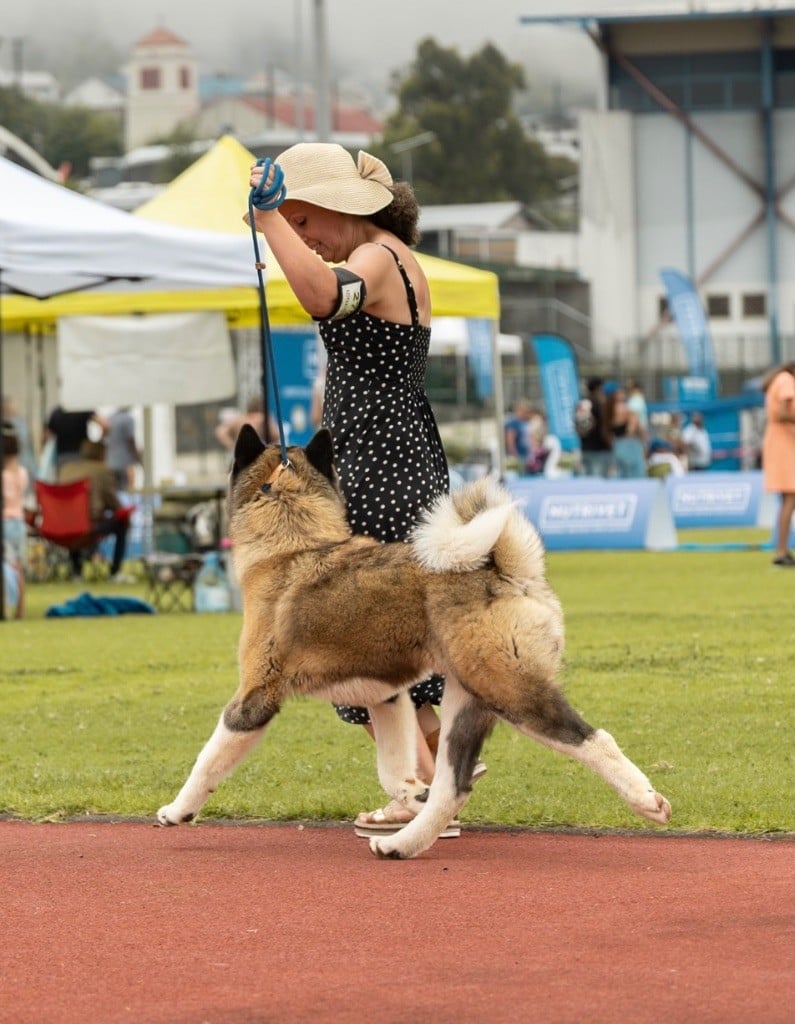 Viper Des Gardiens De L'arche De Noé