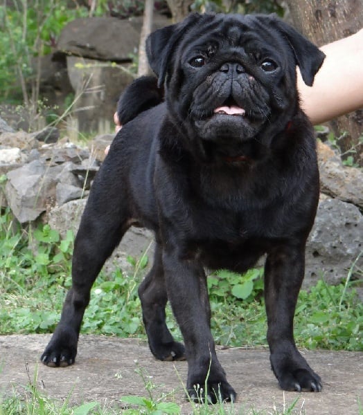 Fiorellino Ilario