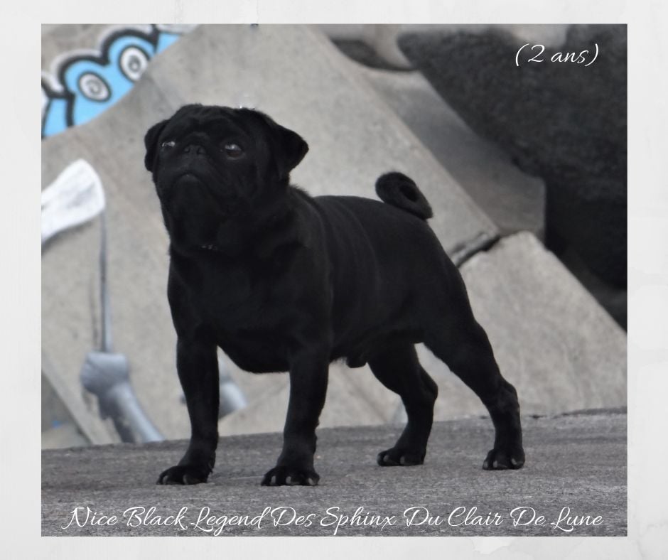 Nice black legend (taram) des sphinx du clair de lune