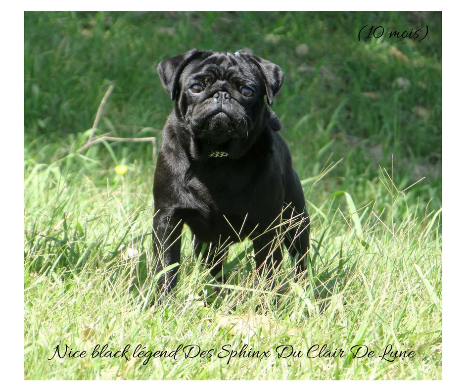 Nice black legend (taram) des sphinx du clair de lune