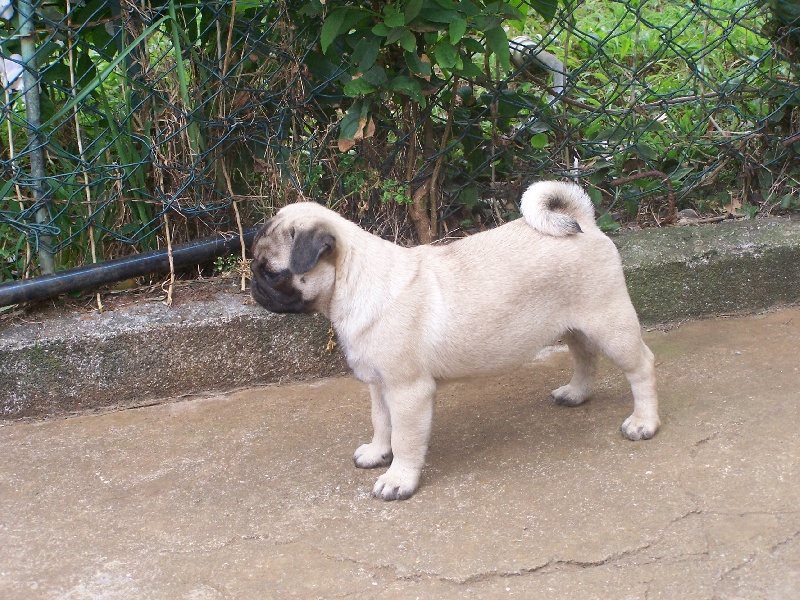 Elegante  ashton des sphinx du clair de lune