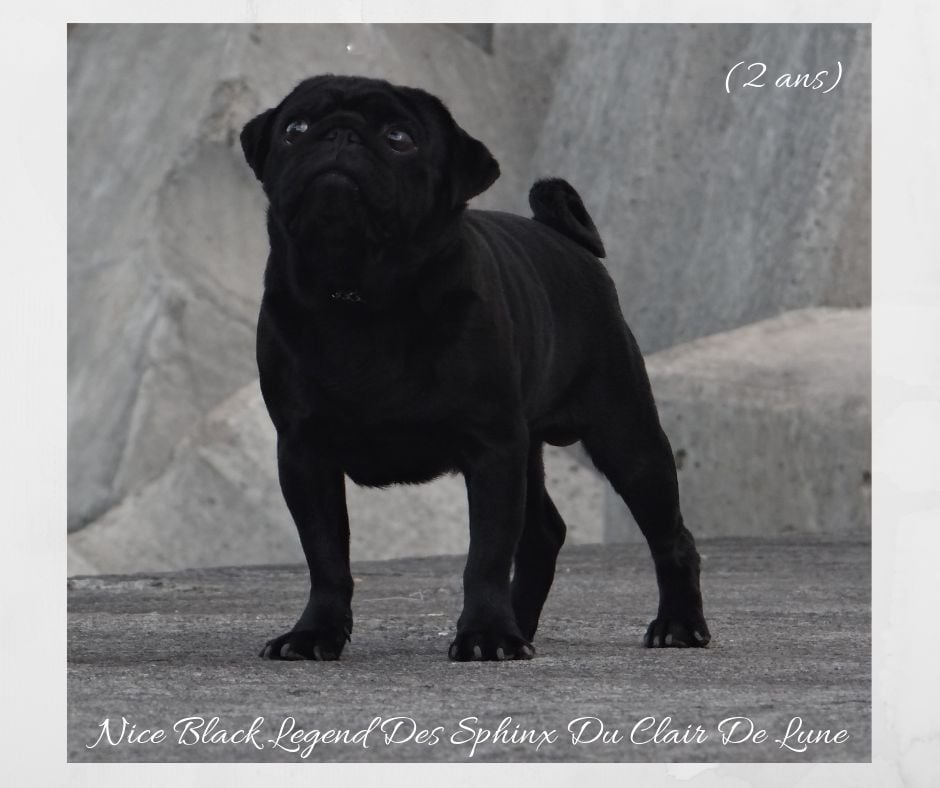 Nice black legend (taram) des sphinx du clair de lune