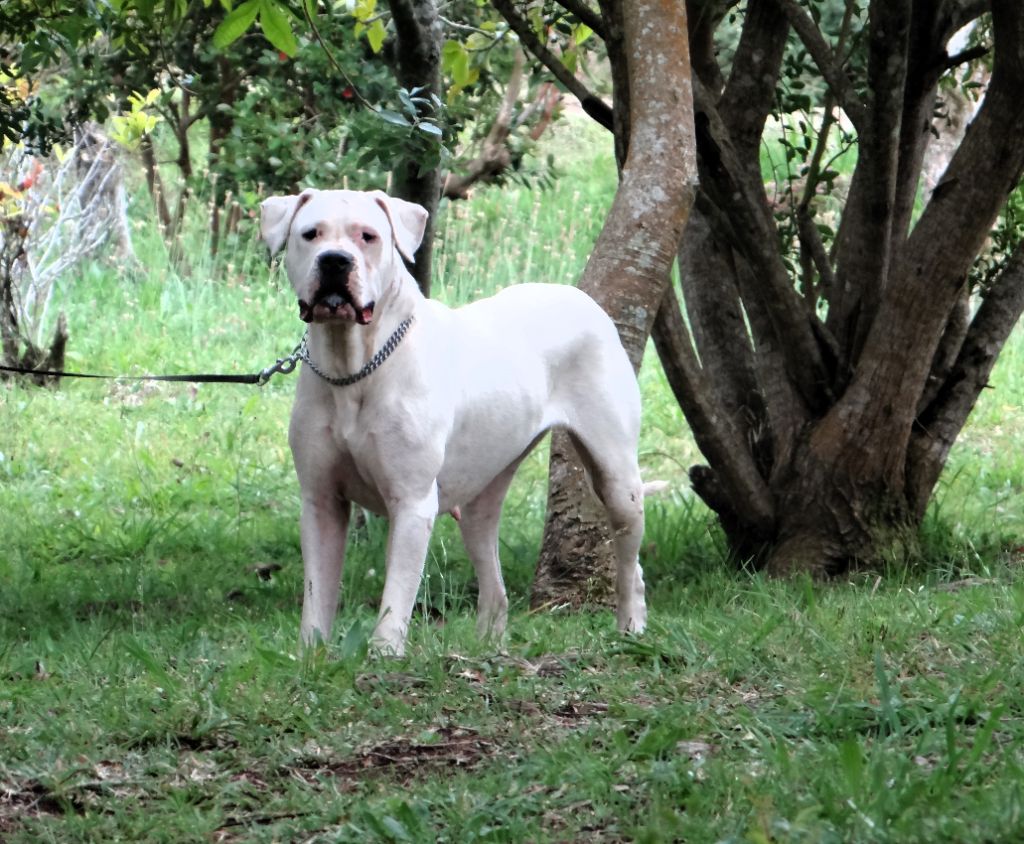 Tokyo des sphinx du clair de lune