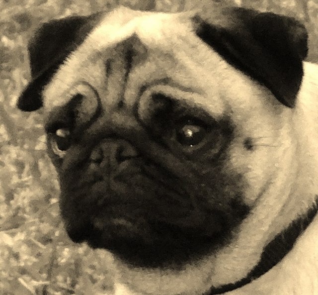 Elegante  ashton des sphinx du clair de lune