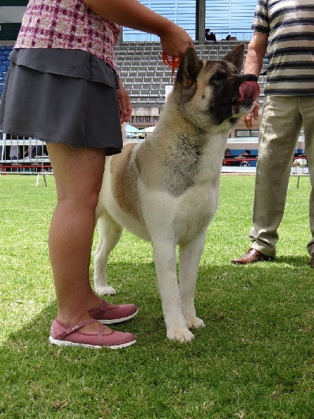 Hasia des sphinx du clair de lune - 1ère EXCELLENT CACS MEILLEUR FEMELLE C.O.F.
