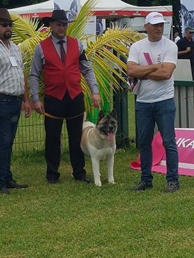 Hasia des sphinx du clair de lune - C.O.F. 1ERE EXC., MEILLEUR FEMELLE, CACS, MEILLEUR DE SEXE OPPOSE