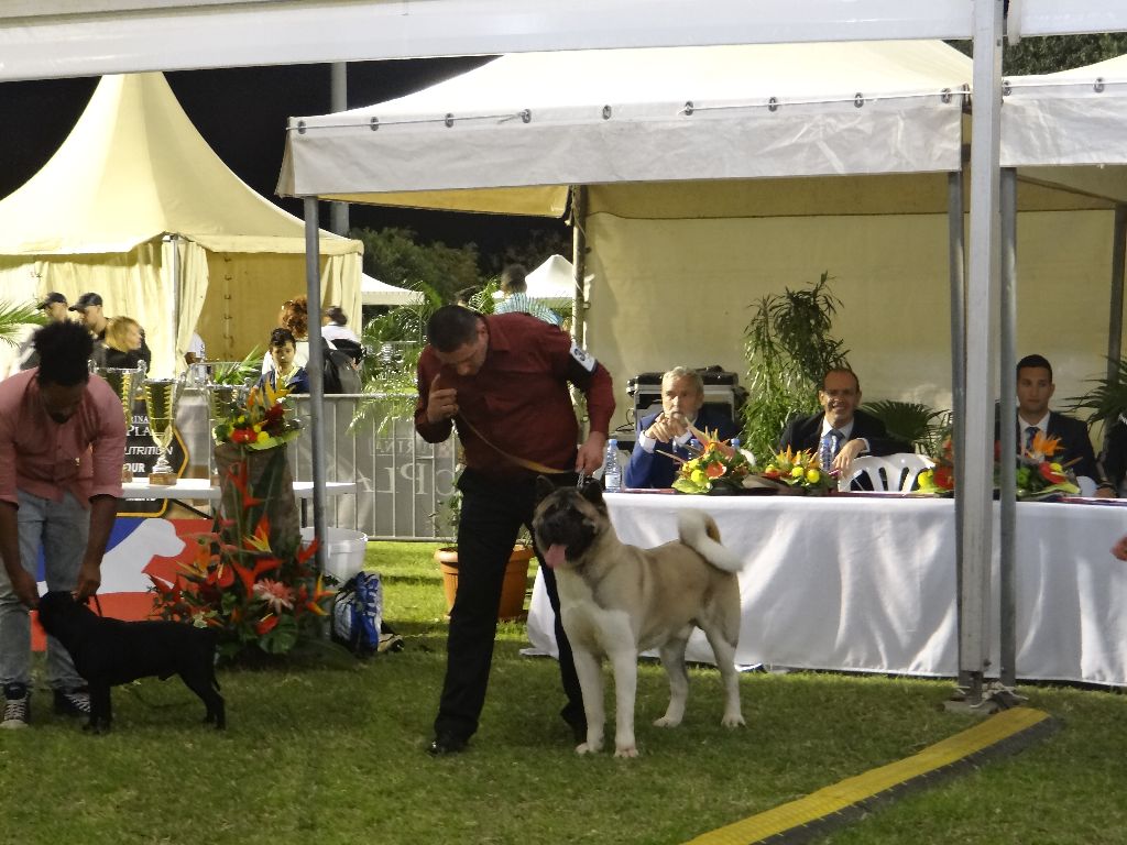 Iouky des sphinx du clair de lune - Classe Ouverte Mâle 1er Excellent, MEILLEUR Mâle, CACS, BOB, BOG