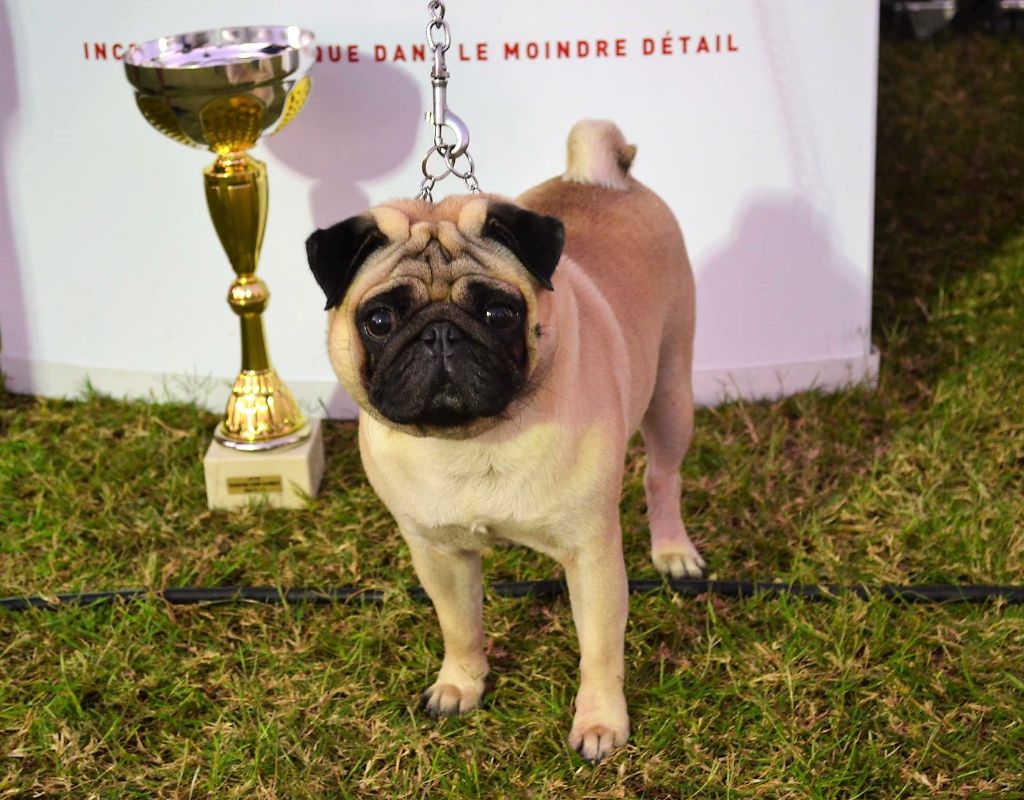 Jarold des sphinx du clair de lune - C.O.M. 1ER EXC., MEILLEUR MÂLE, CACS, RCACIB