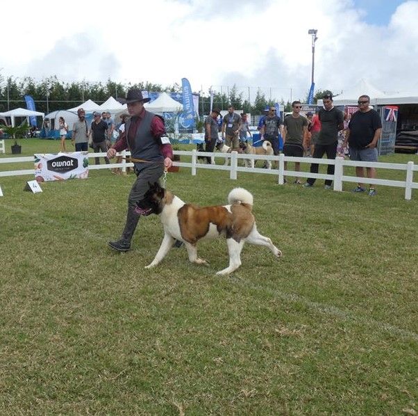 Naoki des sphinx du clair de lune - Classe jeune- 2ème Excellent