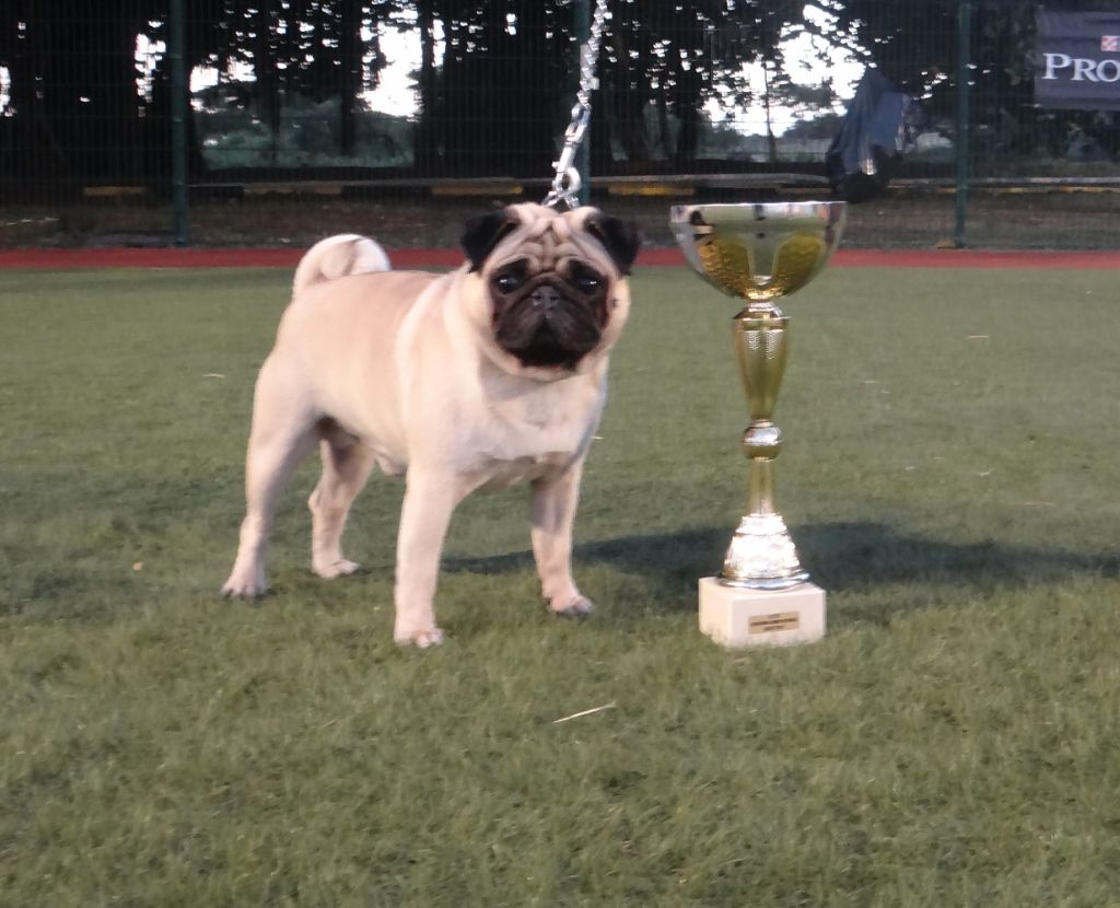 Jarold des sphinx du clair de lune - C.O.M. 1ER EXC., MEILLEUR MÂLE, CACS, MEILLEUR DE RACE